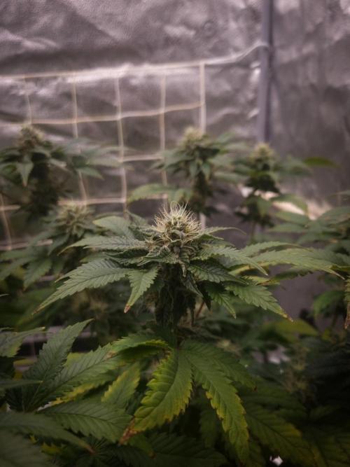 Grandpa Zombie IZI seeds SOIL. Week 9 - Day 35