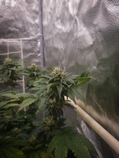 Grandpa Zombie IZI seeds SOIL. Week 9 - Day 35