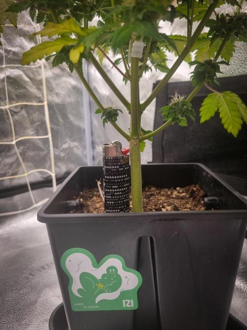 Grandpa Zombie IZI seeds SOIL. Week 9 - Day 35