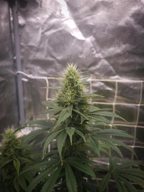 Sticky Broccoli Zamnesia SOIL. Week 9 - Day 35