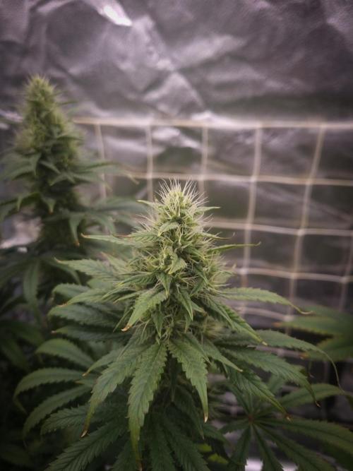Sticky Broccoli Zamnesia SOIL. Week 9 - Day 35