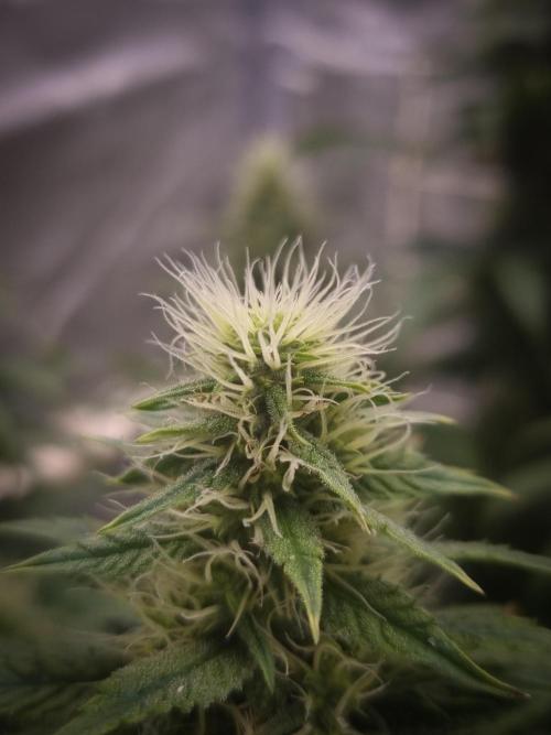 Sticky Broccoli Zamnesia SOIL. Week 9 - Day 35