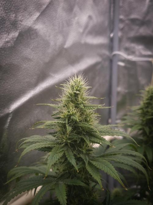 Sticky Broccoli Zamnesia SOIL. Week 9 - Day 35