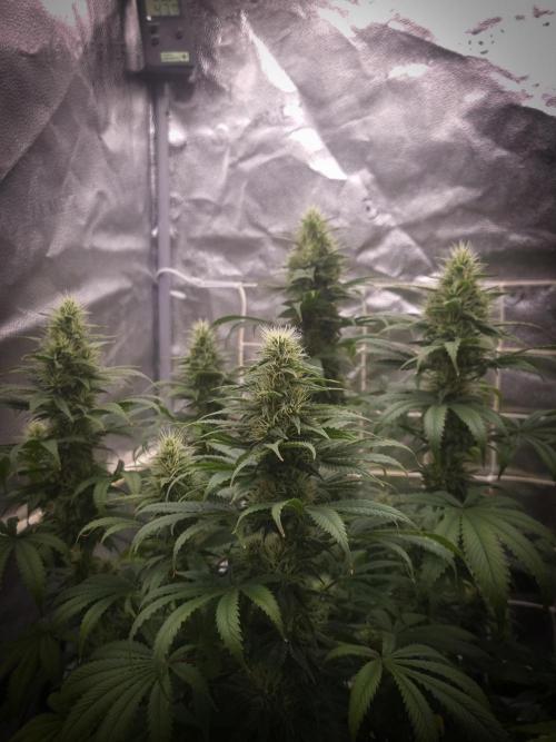 Sticky Broccoli Zamnesia SOIL. Week 9 - Day 35