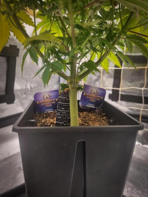Sticky Broccoli Zamnesia SOIL. Week 9 - Day 35