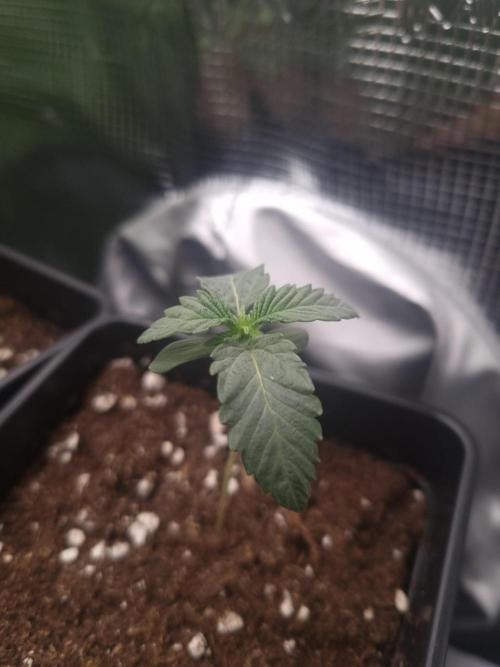 Cali Tings Wizard Trees SOIL. Week 1 - Day 7