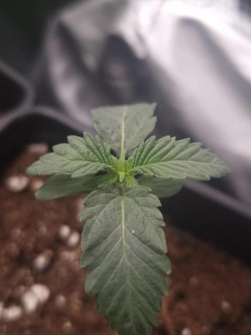 Cali Tings Wizard Trees SOIL. Week 1 - Day 7