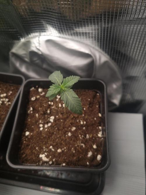 Cali Tings Wizard Trees SOIL. Week 1 - Day 7