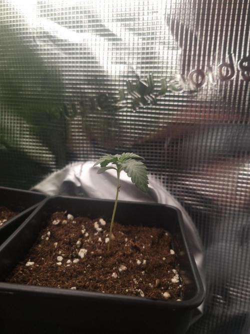 Cali Tings Wizard Trees SOIL. Week 1 - Day 7