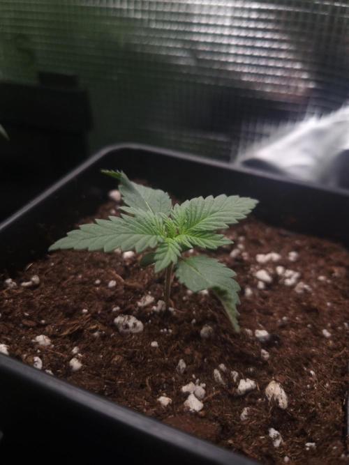 Sour Fruit Tartare Dutch Passion SOIL. Week 1 - Day 7