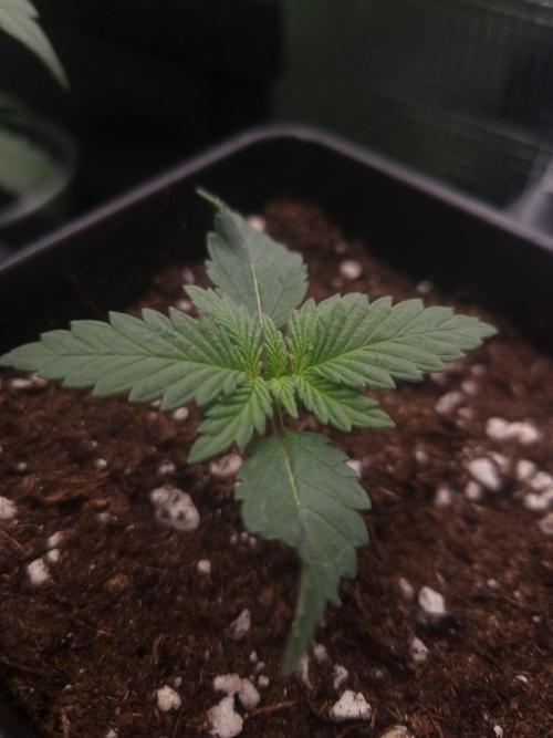 Sour Fruit Tartare Dutch Passion SOIL. Week 1 - Day 7 