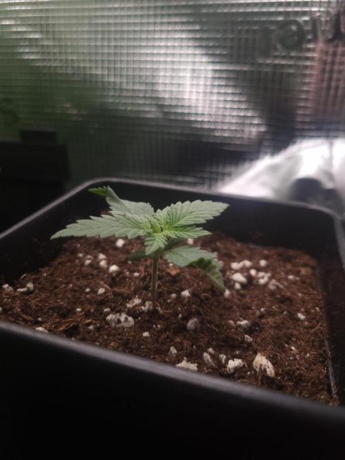 Sour Fruit Tartare Dutch Passion SOIL. Week 1 - Day 7
