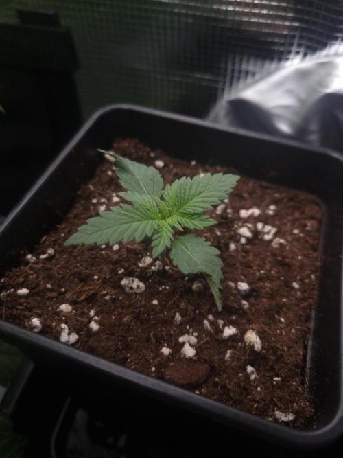 Sour Fruit Tartare Dutch Passion SOIL. Week 1 - Day 7