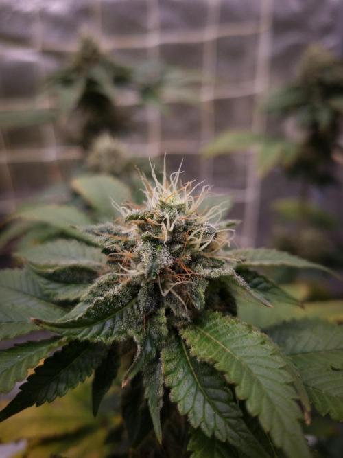 Grandpa Zombie IZI seeds SOIL. Week 10 - Day 42