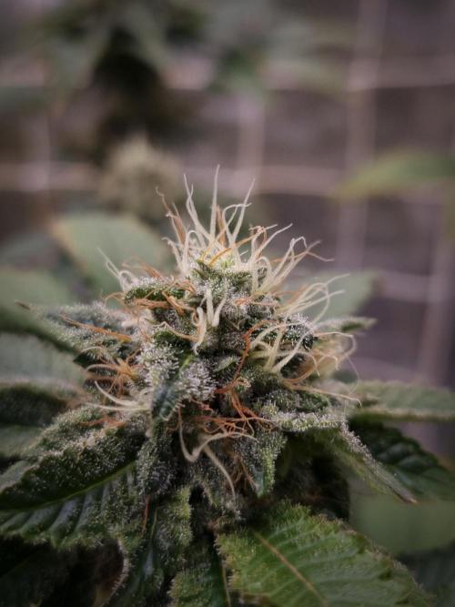 Grandpa Zombie IZI seeds SOIL. Week 10 - Day 42