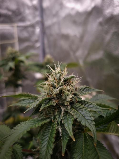 Grandpa Zombie IZI seeds SOIL. Week 10 - Day 42