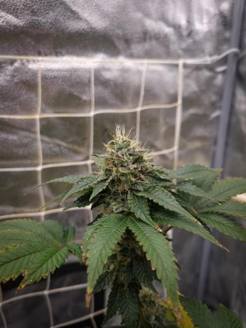 Grandpa Zombie IZI seeds SOIL. Week 10 - Day 42