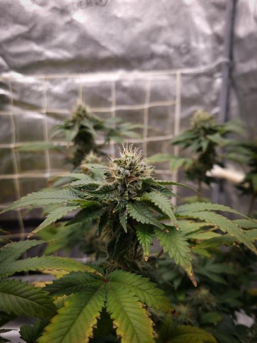 Grandpa Zombie IZI seeds SOIL. Week 10 - Day 42