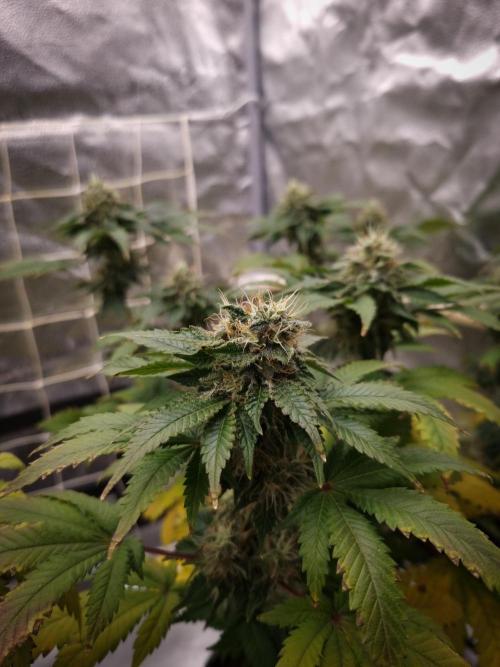 Grandpa Zombie IZI seeds SOIL. Week 10 - Day 42