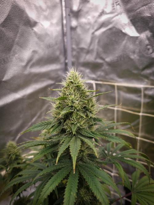 Sticky Broccoli Zamnesia SOIL. Week 10 - Day 42