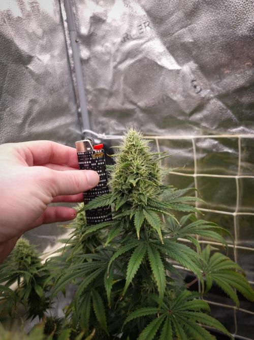 Sticky Broccoli Zamnesia SOIL. Week 10 - Day 42
