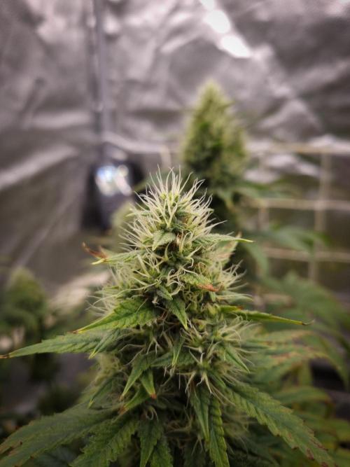 Sticky Broccoli Zamnesia SOIL. Week 10 - Day 42