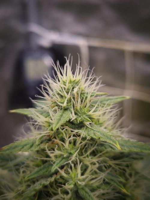 Sticky Broccoli Zamnesia SOIL. Week 10 - Day 42