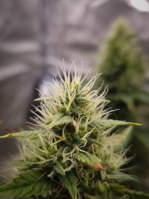 Sticky Broccoli Zamnesia SOIL. Week 10 - Day 42