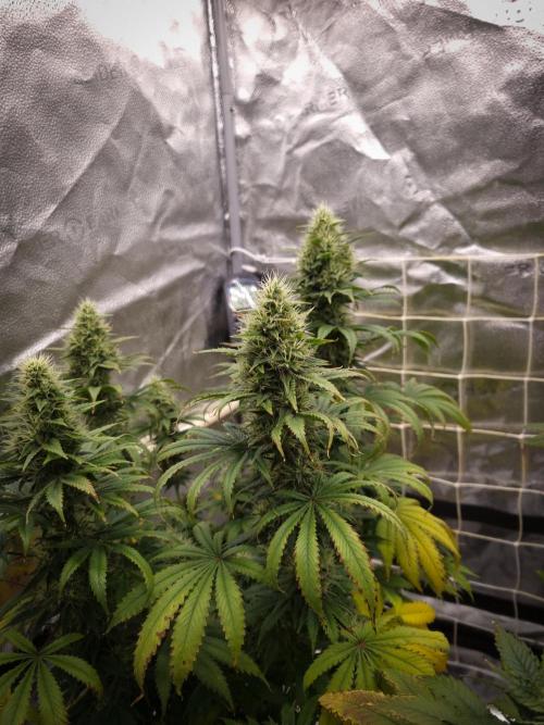 Sticky Broccoli Zamnesia SOIL. Week 10 - Day 42
