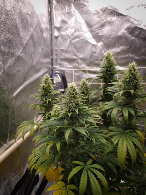 Sticky Broccoli Zamnesia SOIL. Week 10 - Day 42