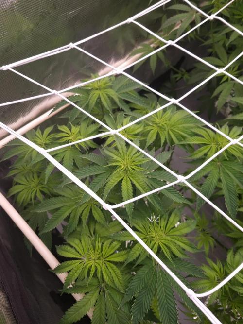 Frozen Nectar HappyPlant420 NFT. Week 6 - Day 42