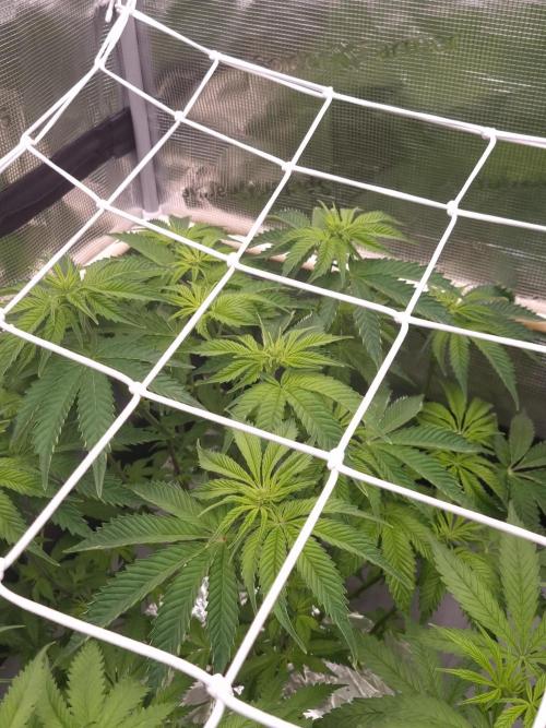 Frozen Nectar HappyPlant420 NFT. Week 6 - Day 42