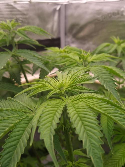 Frozen Nectar HappyPlant420 NFT. Week 6 - Day 42