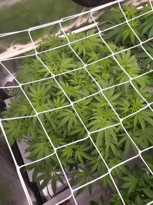 Durian Pie HappyPlant420 NFT. Week 6 - Day 42