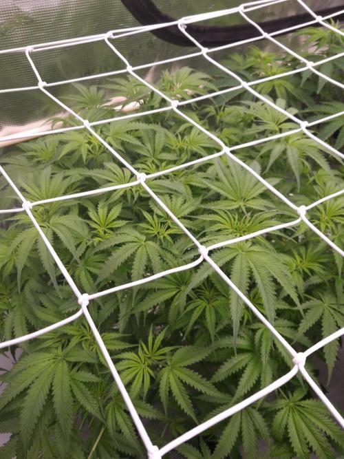 Durian Pie HappyPlant420 NFT. Week 6 - Day 42