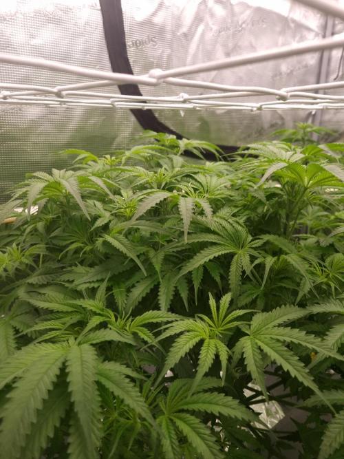 Durian Pie HappyPlant420 NFT. Week 6 - Day 42