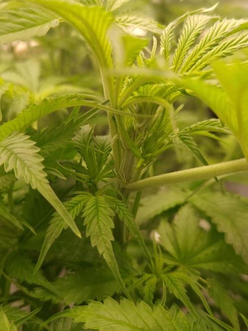 Durian Pie HappyPlant420 NFT. Week 6 - Day 42