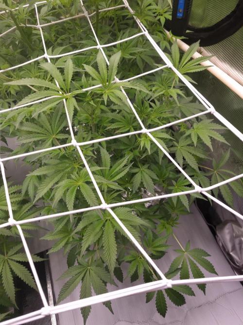 Slush Mint Cake Dutch Passion NFT. Week 6 - Day 42