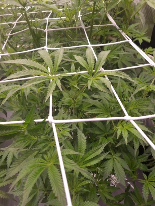 Slush Mint Cake Dutch Passion NFT. Week 6 - Day 42