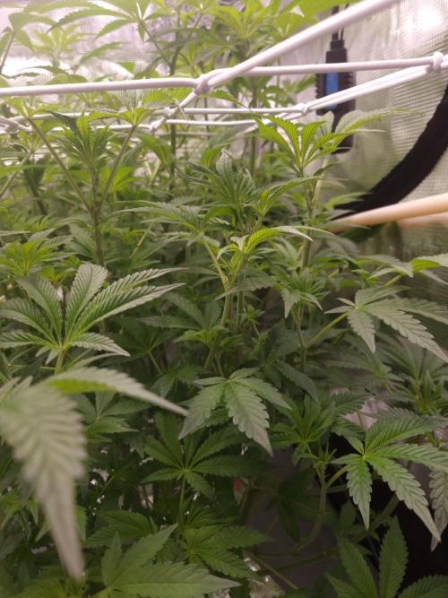 Slush Mint Cake Dutch Passion NFT. Week 6 - Day 42