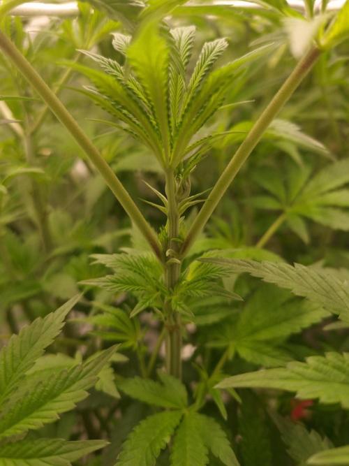 Slush Mint Cake Dutch Passion NFT. Week 6 - Day 42