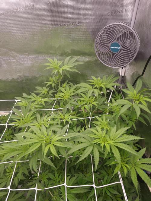 Aladdin Kush Khalifa Genetics NFT. Week 6 - Day 42