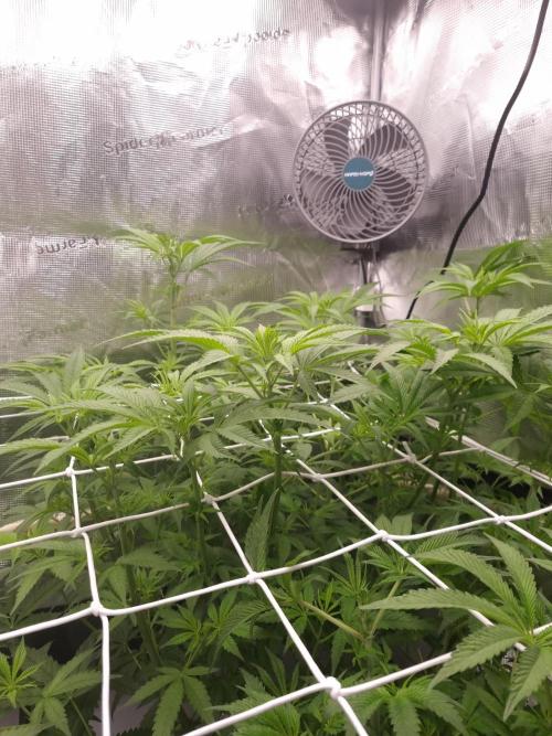 Aladdin Kush Khalifa Genetics NFT. Week 6 - Day 42