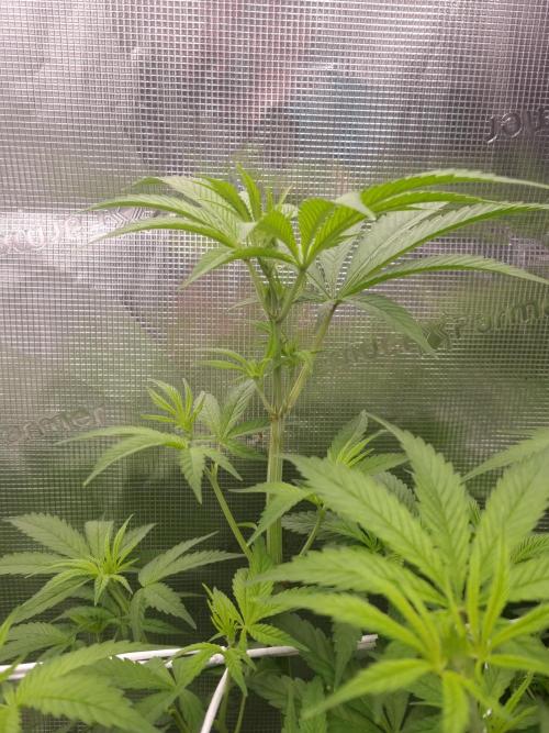 Aladdin Kush Khalifa Genetics NFT. Week 6 - Day 42