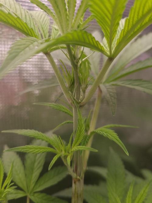 Aladdin Kush Khalifa Genetics NFT. Week 6 - Day 42