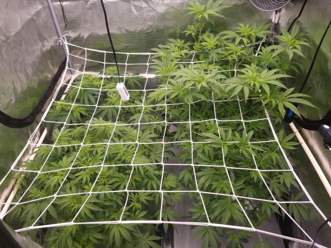 Aladdin Kush. Week 6