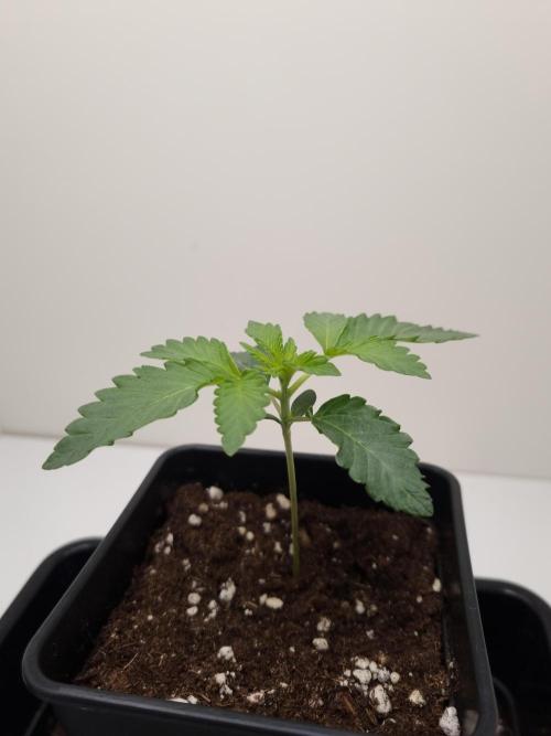 Cali Tings Wizard Trees SOIL. Week 2 - Day 14