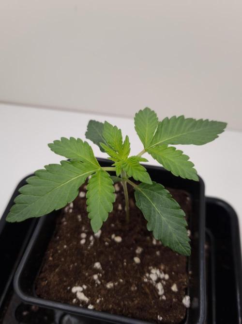 Cali Tings Wizard Trees SOIL. Week 2 - Day 14