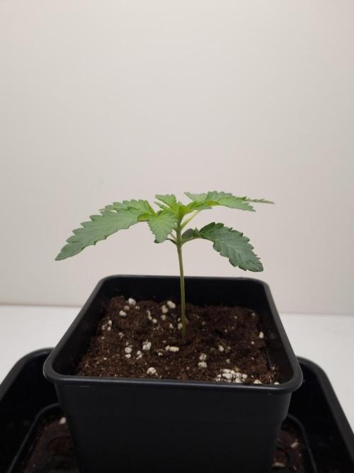 Cali Tings Wizard Trees SOIL. Week 2 - Day 14