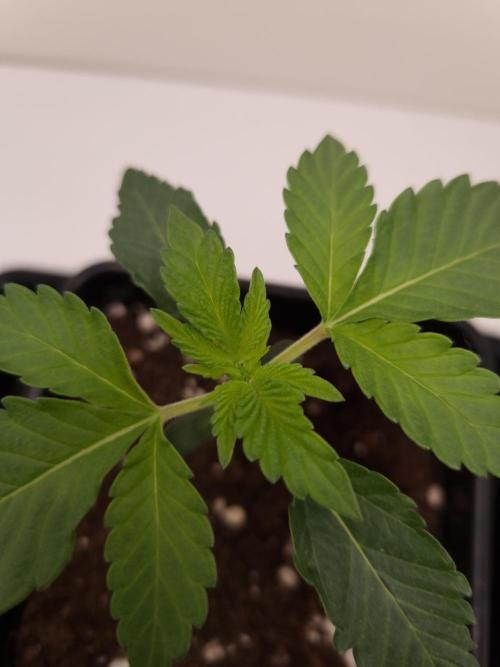 Cali Tings Wizard Trees SOIL. Week 2 - Day 14